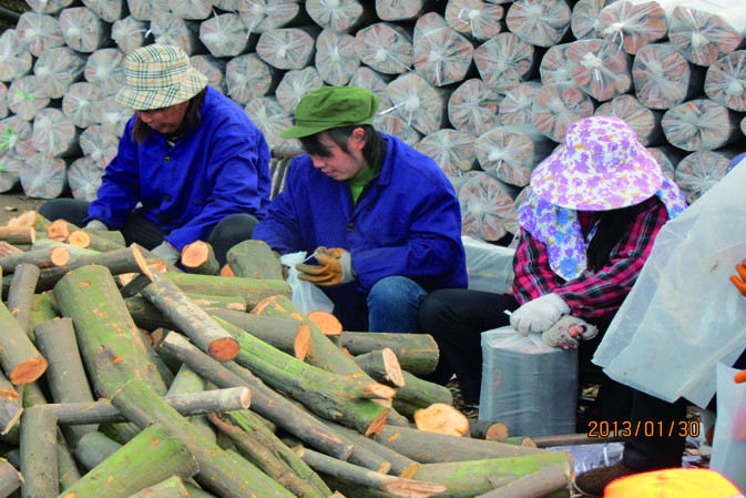 人工裝袋|仙客來(lái)靈芝|中國(guó)靈芝十大品牌|中國(guó)馳名商標(biāo)|中國(guó)首家靈芝全產(chǎn)業(yè)鏈可視工廠