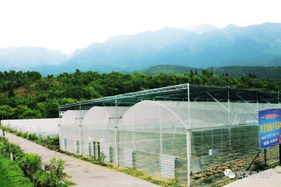 中國靈芝十大品牌|仙客來靈芝|仙客來靈芝破壁孢子粉|仙客來孢子油|仙客來靈芝飲片|仙客來破壁孢子粉|仙客來靈芝中藥飲片|馳名商標(biāo)|whsy100.cn|