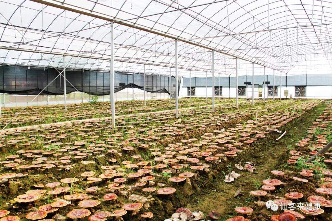 中國靈芝十大品牌|仙客來靈芝|仙客來靈芝破壁孢子粉|仙客來孢子油|仙客來靈芝飲片|仙客來破壁孢子粉|仙客來靈芝中藥飲片|馳名商標(biāo)|whsy100.cn|