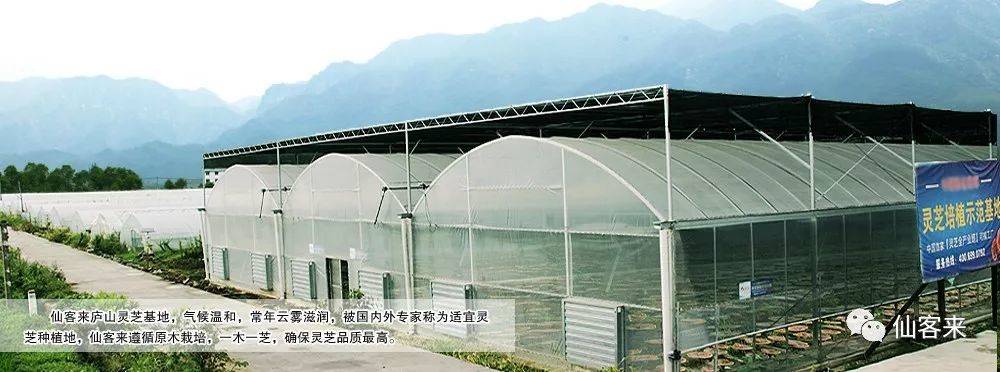 杭州亞運會官方靈芝產(chǎn)品供應商|杭州亞運會官方供應商|中國靈芝十大品牌|仙客來靈芝|仙客來靈芝破壁孢子粉|仙客來孢子油|仙客來靈芝飲片|仙客來破壁孢子粉|靈芝孢子油|孢子粉|靈芝破壁孢子粉|靈芝|中華老字號