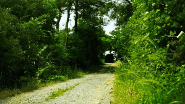 中國靈芝十大品牌|仙客來靈芝|仙客來靈芝破壁孢子粉|仙客來孢子油|仙客來靈芝飲片|仙客來破壁孢子粉|仙客來靈芝中藥飲片|馳名商標|whsy100.cn|