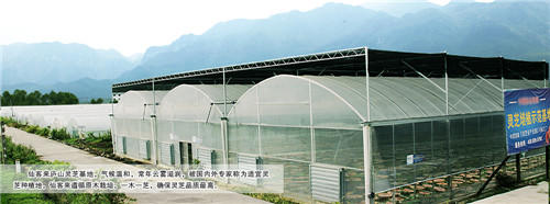 中國靈芝十大品牌|仙客來靈芝|仙客來靈芝破壁孢子粉|仙客來孢子油|仙客來靈芝飲片|仙客來破壁孢子粉|仙客來靈芝中藥飲片|馳名商標(biāo)|whsy100.cn|