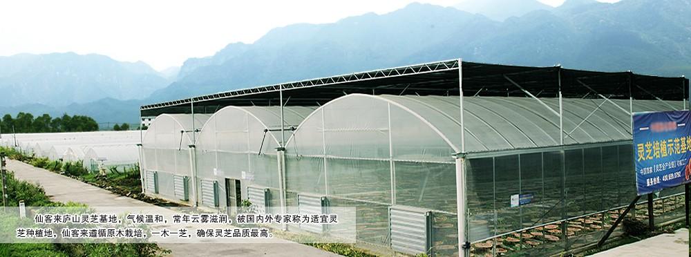 中國靈芝十大品牌|仙客來靈芝|仙客來靈芝破壁孢子粉|仙客來孢子油|仙客來靈芝飲片|仙客來破壁孢子粉|仙客來靈芝中藥飲片|馳名商標(biāo)|whsy100.cn|