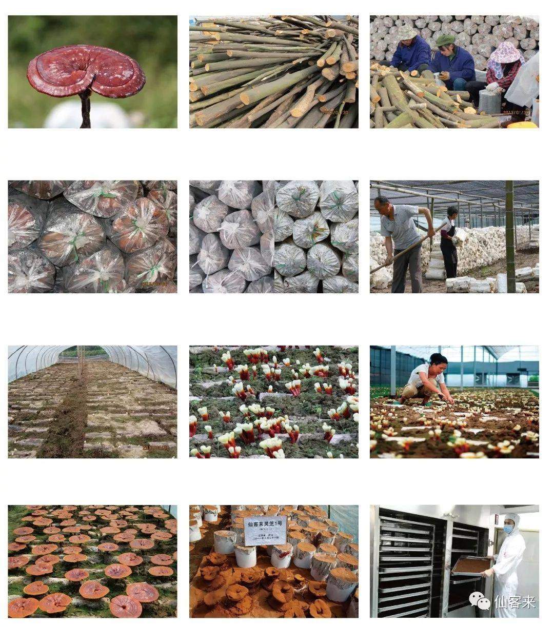 中國靈芝十大品牌|仙客來靈芝|仙客來靈芝破壁孢子粉|仙客來孢子油|仙客來靈芝飲片|仙客來破壁孢子粉|仙客來靈芝中藥飲片|馳名商標(biāo)|whsy100.cn|