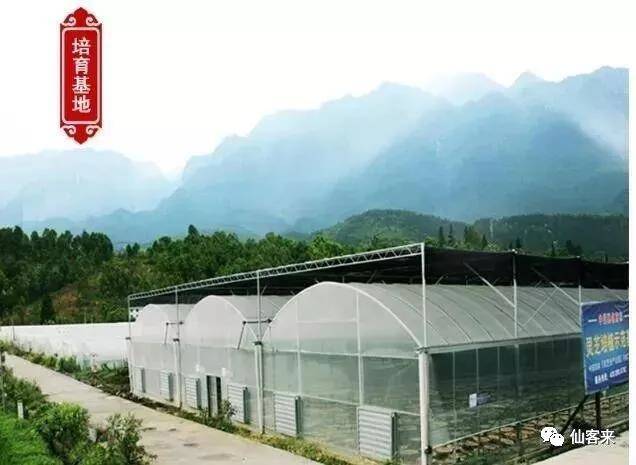 中國靈芝十大品牌|仙客來靈芝|仙客來靈芝破壁孢子粉|仙客來孢子油|仙客來靈芝飲片|仙客來破壁孢子粉|仙客來靈芝中藥飲片|馳名商標|whsy100.cn|