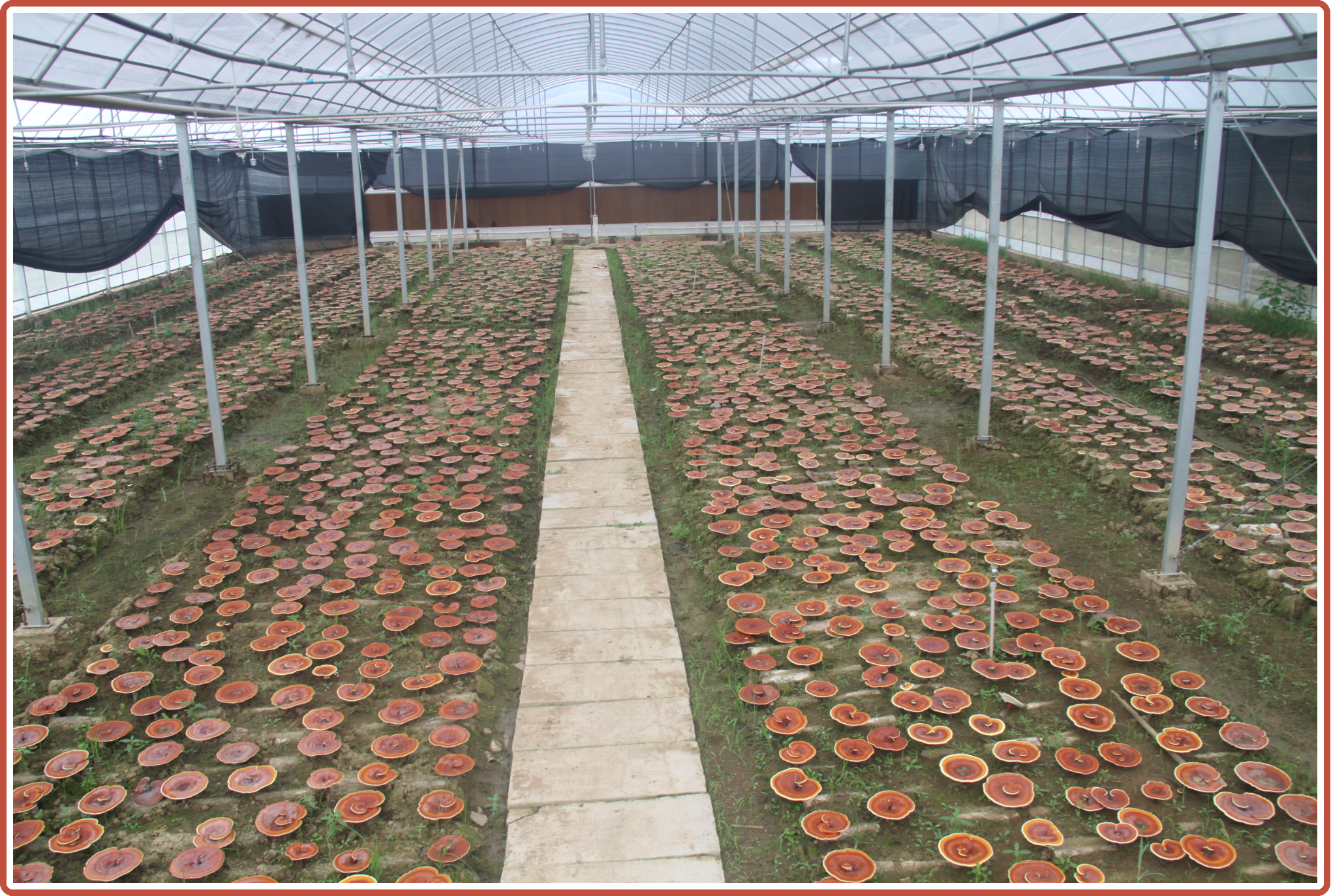 杭州亞運(yùn)會官方靈芝產(chǎn)品供應(yīng)商|杭州亞運(yùn)會官方供應(yīng)商|中國靈芝十大品牌|仙客來靈芝|仙客來靈芝破壁孢子粉|仙客來孢子油|仙客來靈芝飲片|仙客來破壁孢子粉|靈芝孢子油|孢子粉|靈芝破壁孢子粉|靈芝|中華老字號