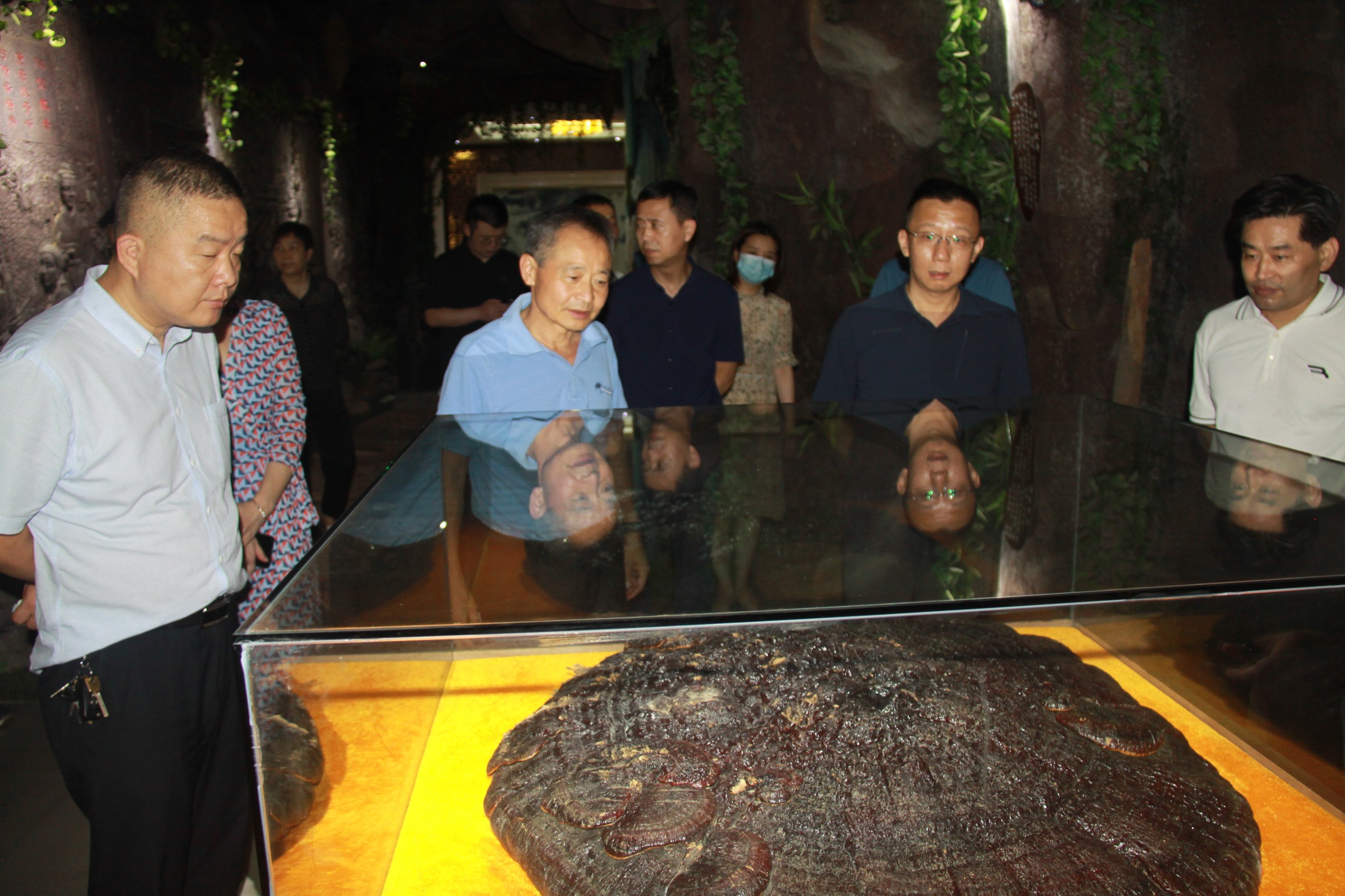 杭州亞運會官方靈芝產(chǎn)品供應(yīng)商|杭州亞運會官方供應(yīng)商|中國靈芝十大品牌|仙客來靈芝|仙客來靈芝破壁孢子粉|仙客來孢子油|仙客來靈芝飲片|仙客來破壁孢子粉|靈芝孢子油|孢子粉|靈芝破壁孢子粉|靈芝|中華老字號