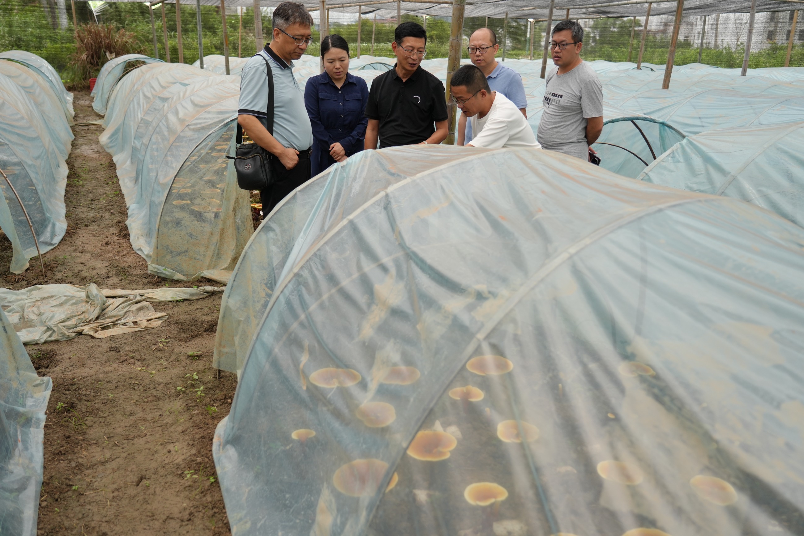 杭州亞運(yùn)會官方靈芝產(chǎn)品供應(yīng)商|杭州亞運(yùn)會官方供應(yīng)商|中國靈芝十大品牌|仙客來靈芝|仙客來靈芝破壁孢子粉|仙客來孢子油|仙客來靈芝飲片|仙客來破壁孢子粉|靈芝孢子油|孢子粉|靈芝破壁孢子粉|靈芝|中華老字號