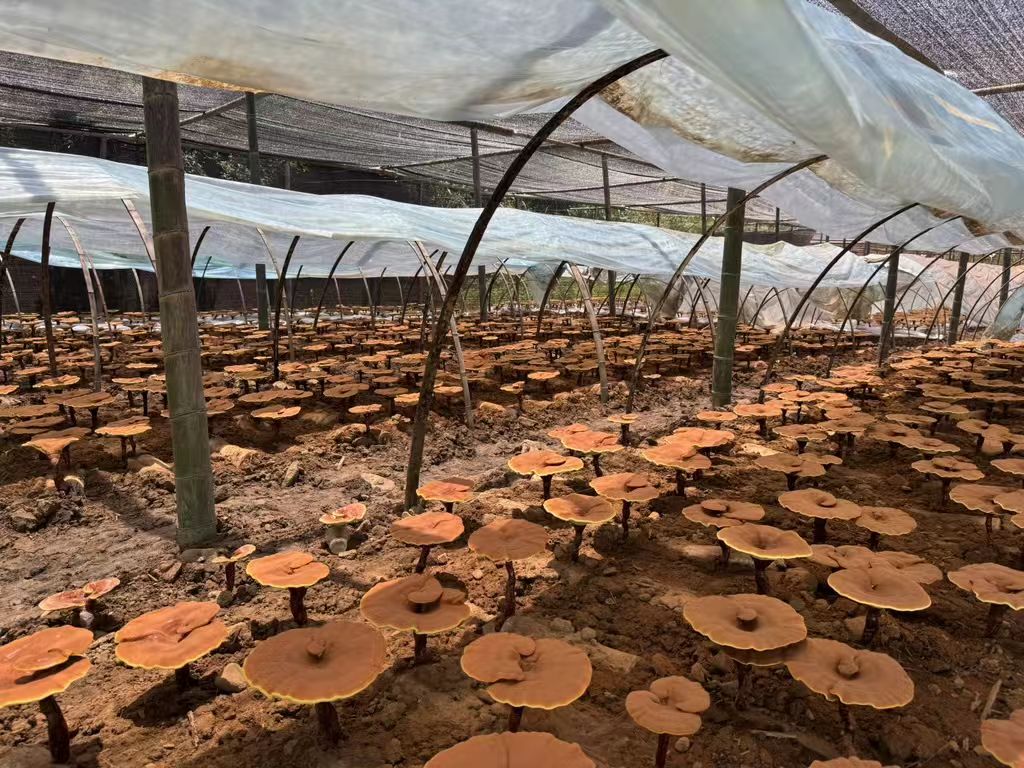 杭州亞運(yùn)會官方靈芝產(chǎn)品供應(yīng)商|杭州亞運(yùn)會官方供應(yīng)商|中國靈芝十大品牌|仙客來靈芝|仙客來靈芝破壁孢子粉|仙客來孢子油|仙客來靈芝飲片|仙客來破壁孢子粉|靈芝孢子油|孢子粉|靈芝破壁孢子粉|靈芝|中華老字號