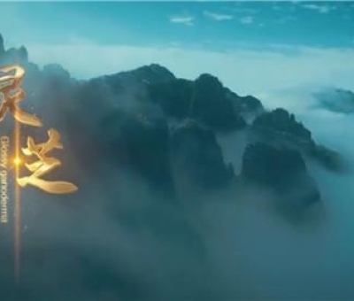 中國音樂家協(xié)會(huì)創(chuàng)作的中華中藥草系列兒歌之《靈芝》新鮮出爐