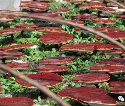 研究證明：靈芝孢子粉抑制乳腺癌細(xì)胞的增長(zhǎng)和增殖