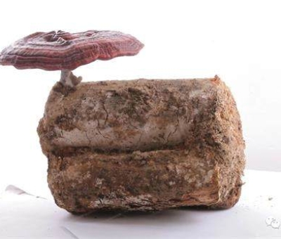 2020全國兩會特別報道：關(guān)于新冠疫情，看名醫(yī)、人大代表和政協(xié)委員如何說？