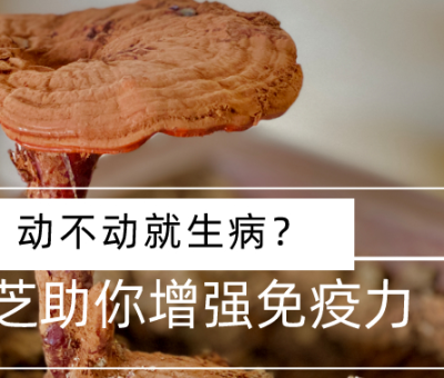 靈芝，預(yù)防您夏季上&ldquo;火&rdquo;